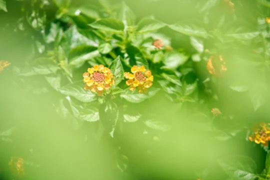 Medische detoxfaciliteit